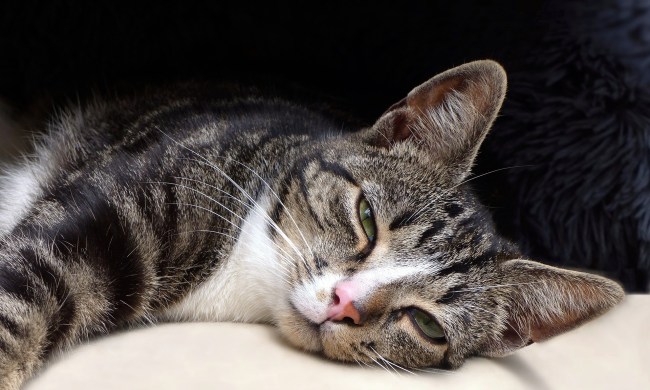 Relaxed cat starting to blink its eyes