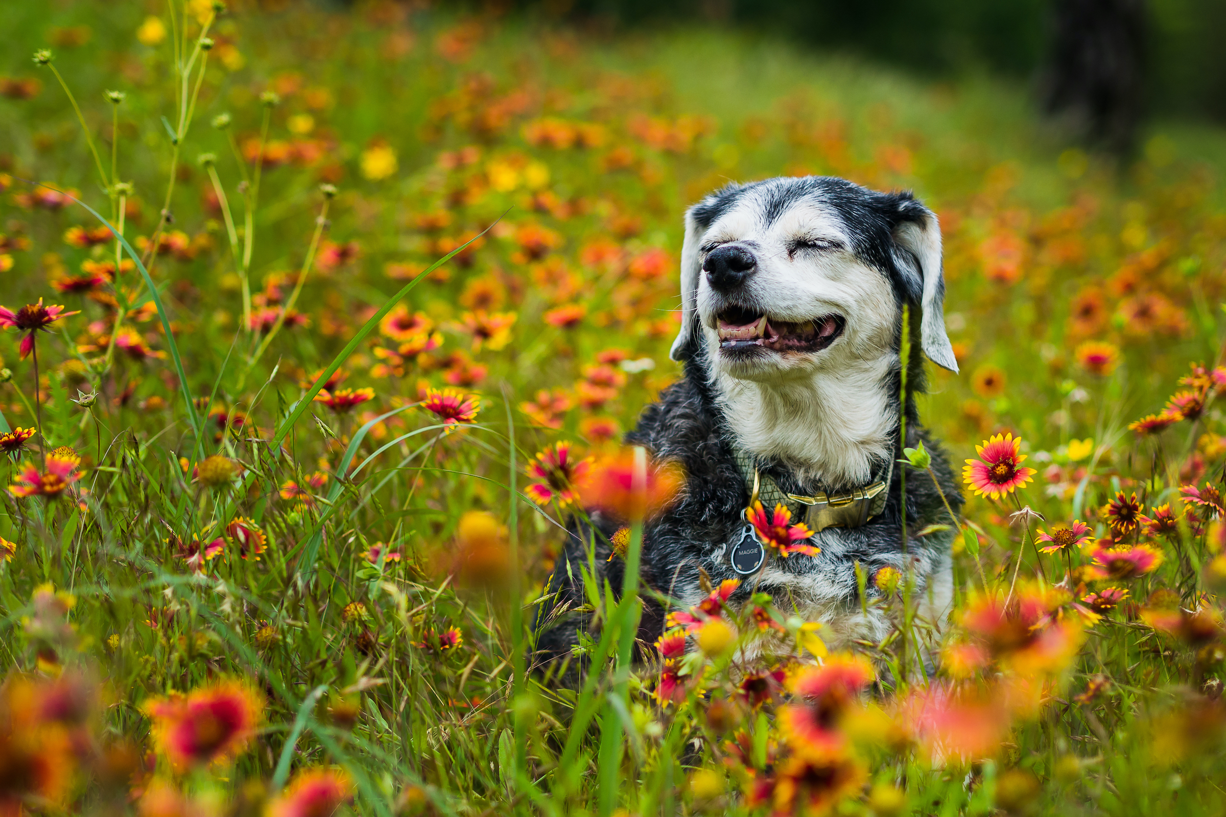 do-dogs-know-they-re-dying-here-s-how-to-know-pawtracks