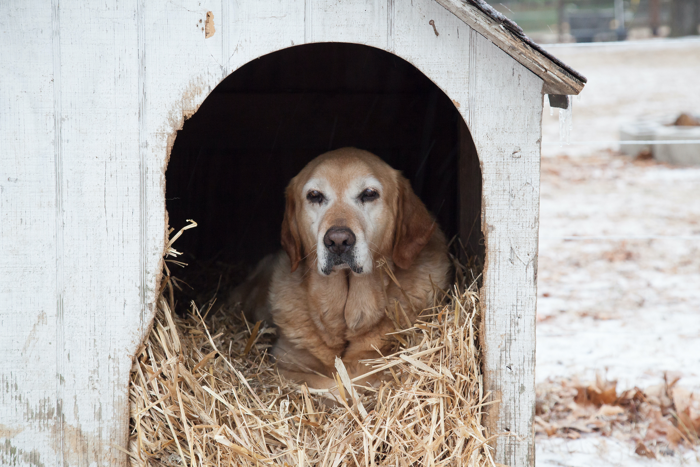 How to Keep Outside Dogs Warm in Winter Weather PawTracks