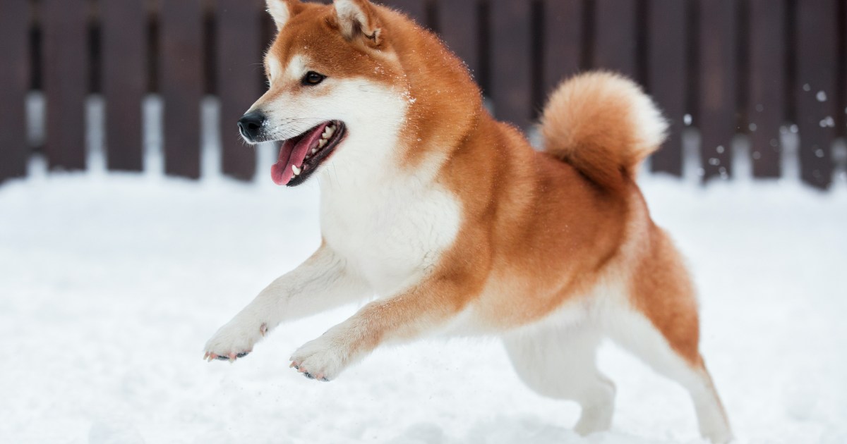 How to Keep Outside Dogs Warm in Winter Weather PawTracks