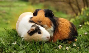 Guinea pigs cuddling in the grass