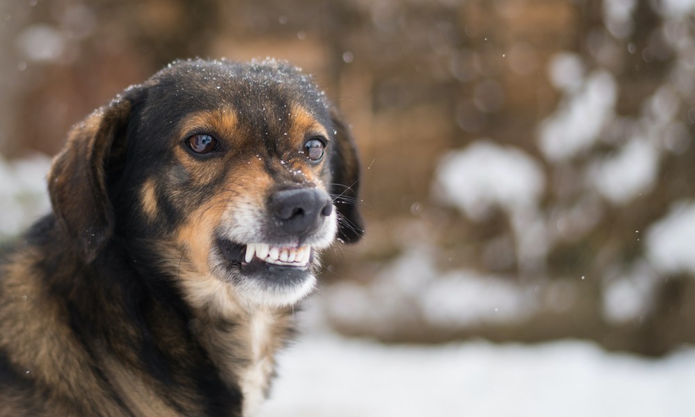 Angry dog growling and showing teeth