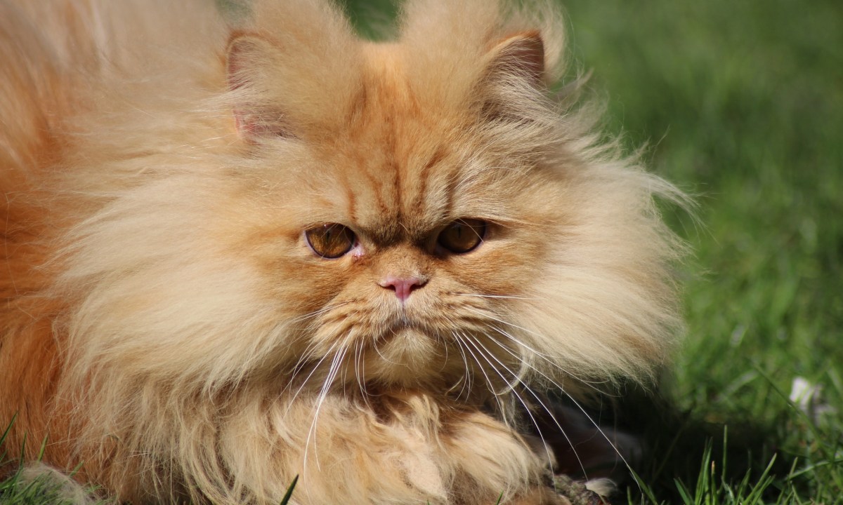 Brown Persian cat sitting on a lawn