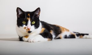 Calico cat lying on a white surface