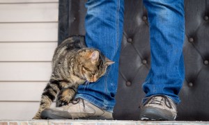 Tiger cat rubbing against a person's legs