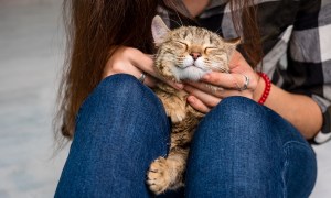 Cat sleeping on woman's lap.