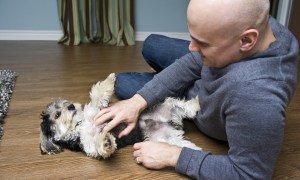 Dog enjoying belly rubs