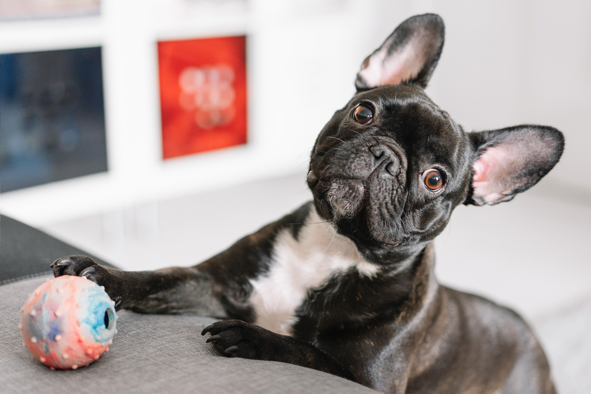 Crate training french bulldog at night best sale