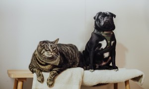 a gray cat and a black pug sitting on an indoor bench