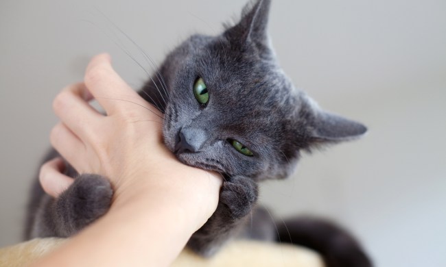 Gray cat biting a person's hand