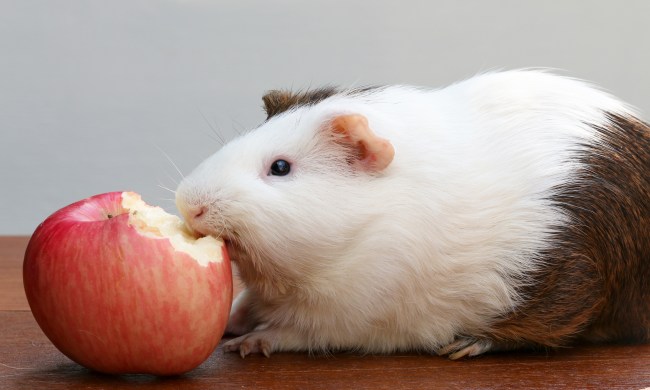 Guinea pig eats an apple