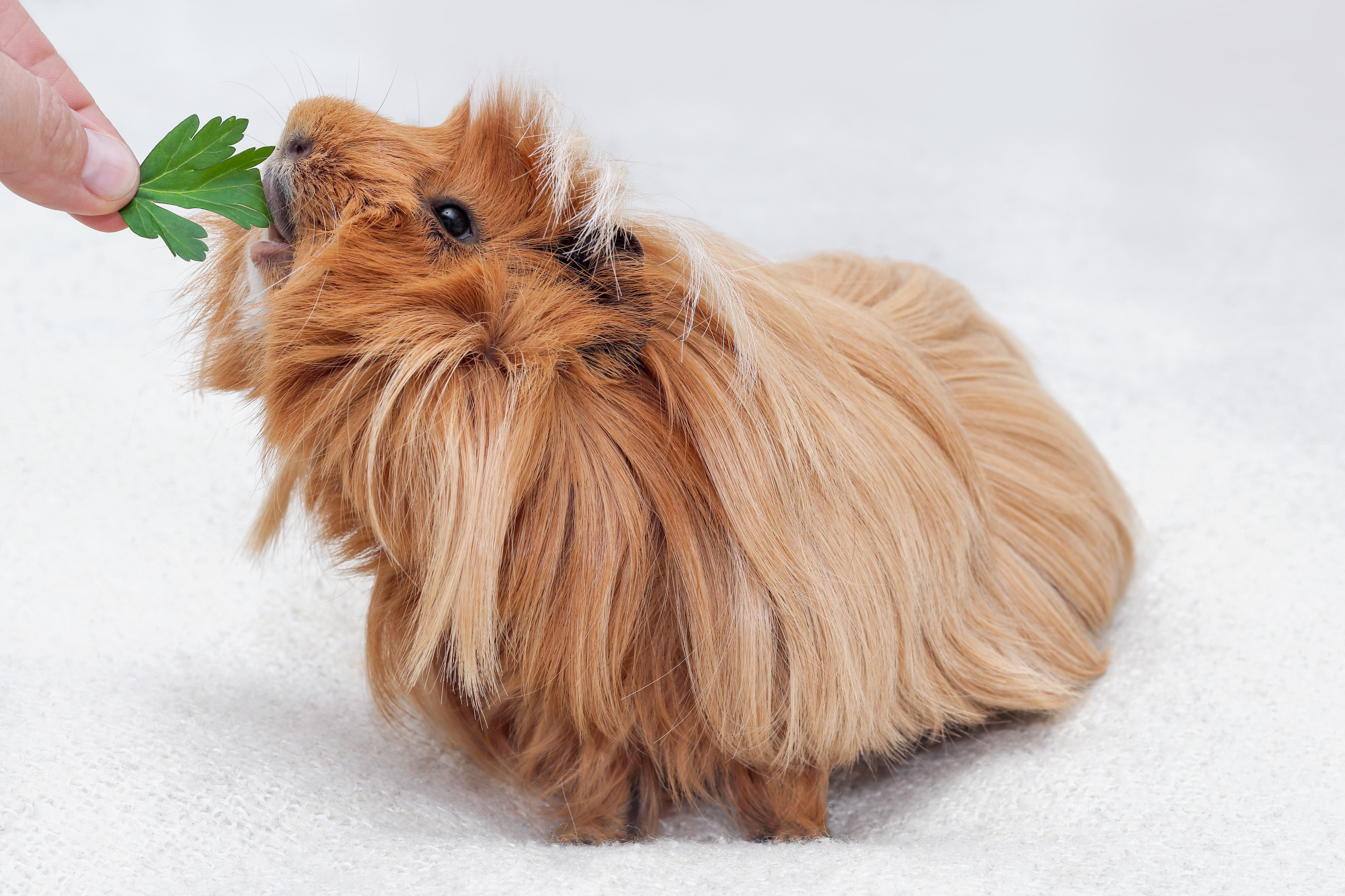 Are guinea pigs allowed cheap apples