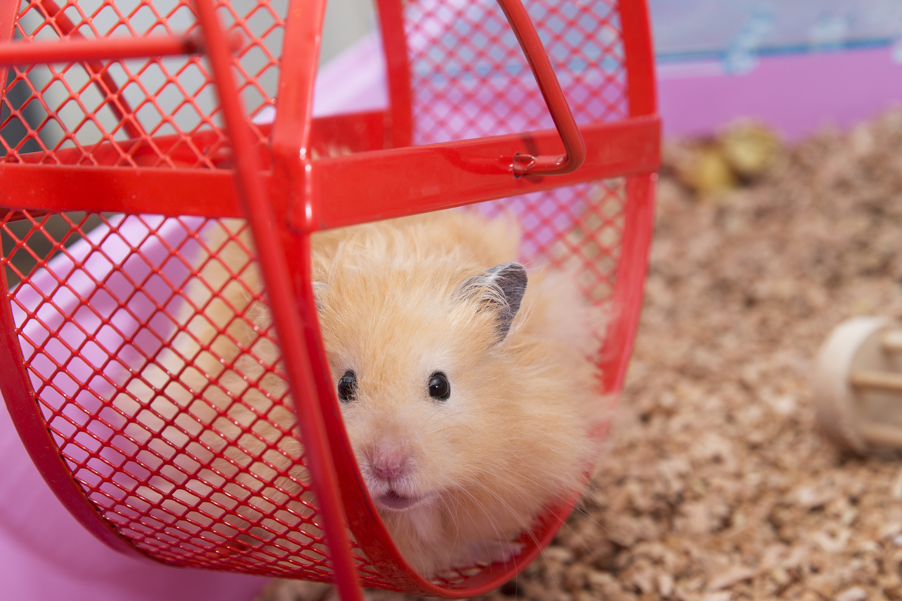 Hamster wheel that attaches to clearance cage