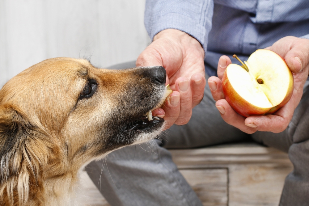 how is cinnamon oil bad for dogs