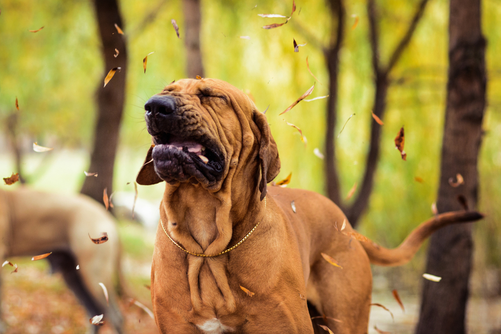 what does anaphylactic shock look like in dogs