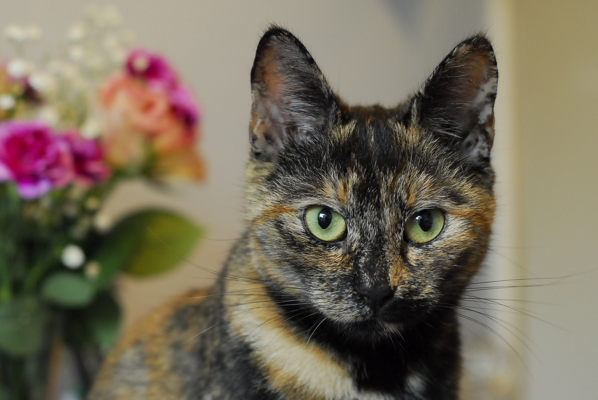 Female sales tortoiseshell cat