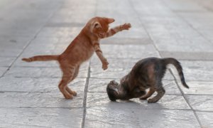 Two kittens playing on a tile floor