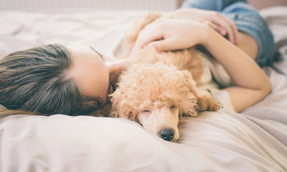 A woman lies in bed hugging her miniature poodle