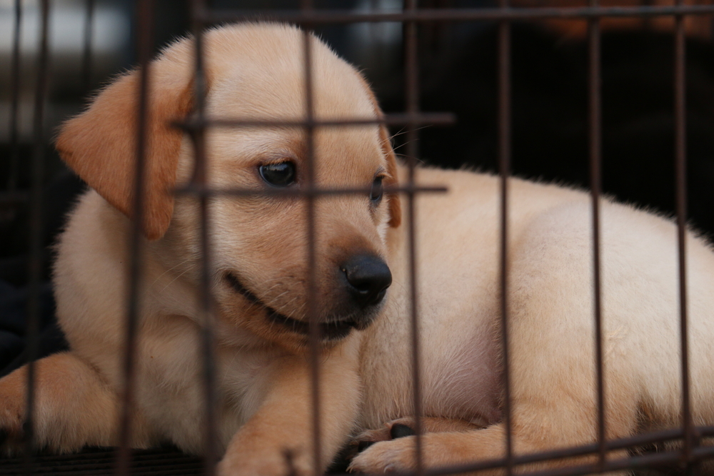 How Long Can a Dog Stay in a Crate? Experts Weigh In