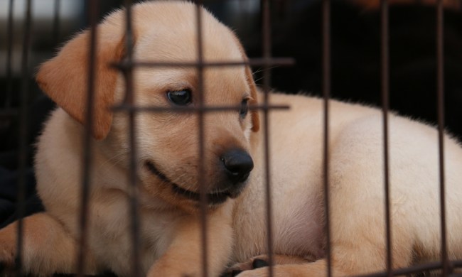 A yellow Labrador retriever puppy lies in a crate