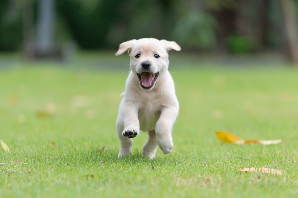how to train a labrador puppy to sit