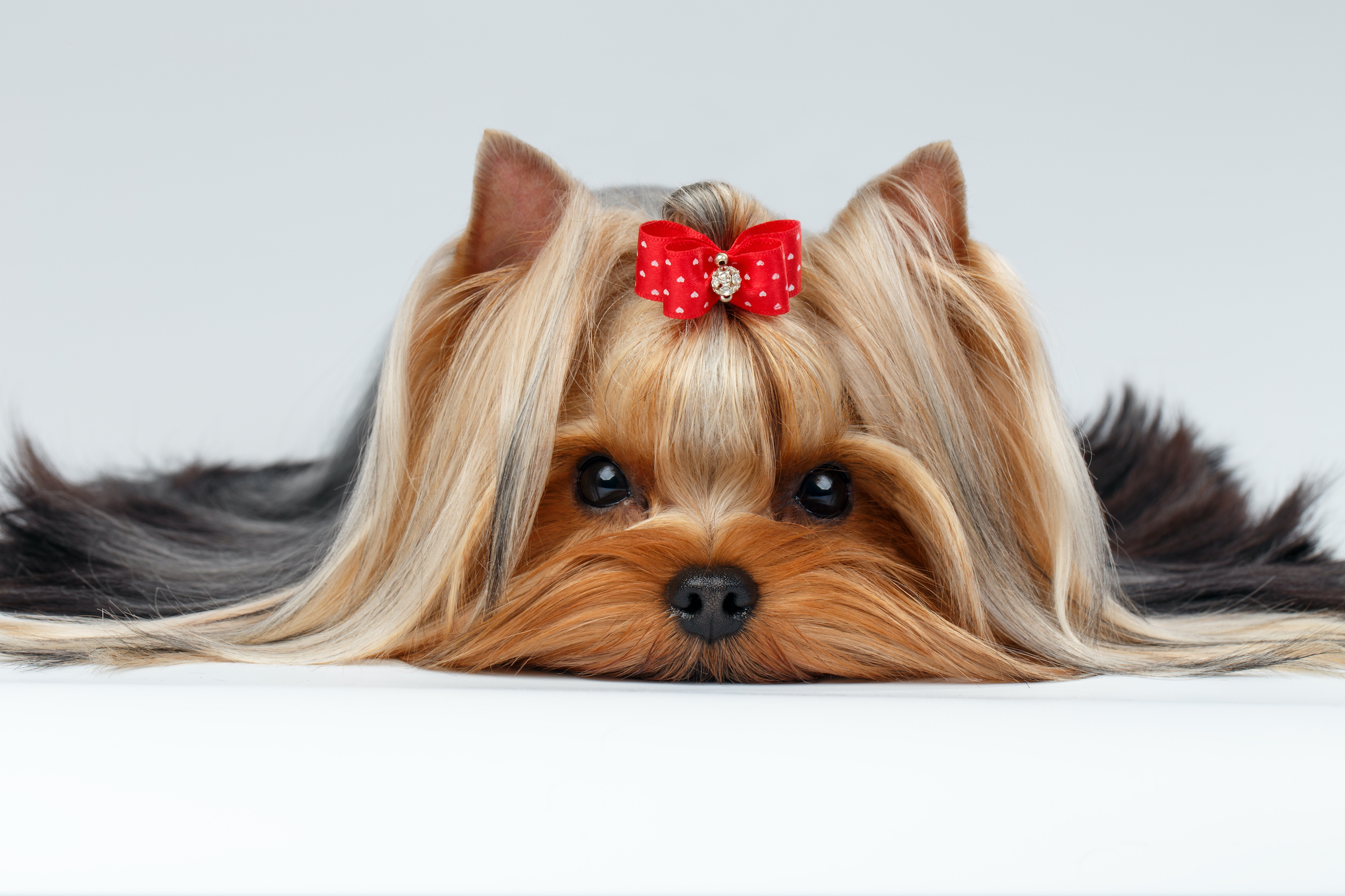 Bow 2024 legged yorkie