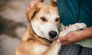 A dog cuddles into a person's side while the person holds them