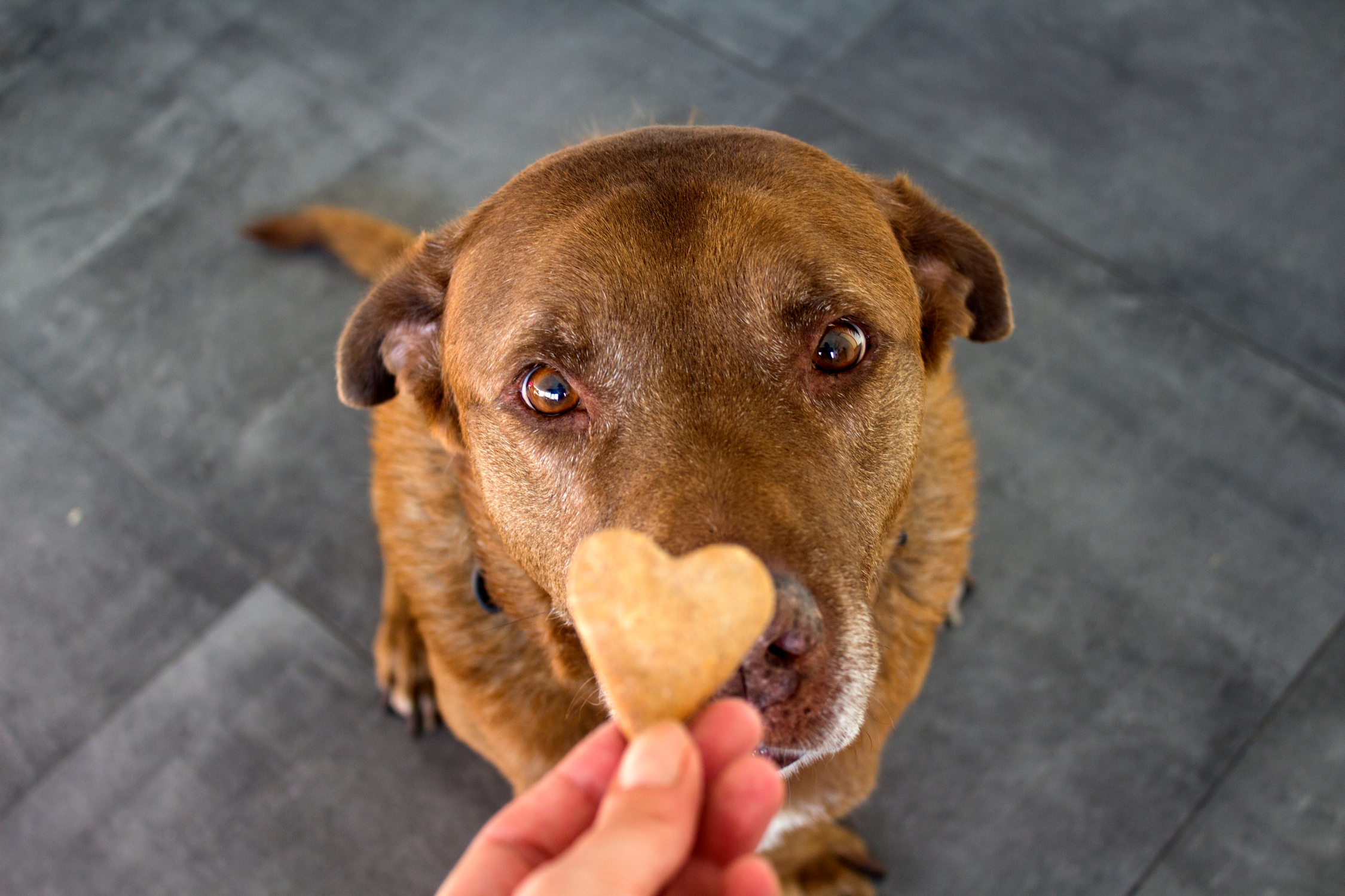 Himalayan dog clearance treats shark tank