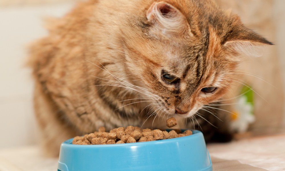 Tabby cat stares at her kibble in a bowl