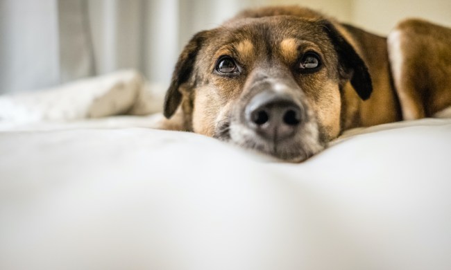 A dog lies on a bed looking up