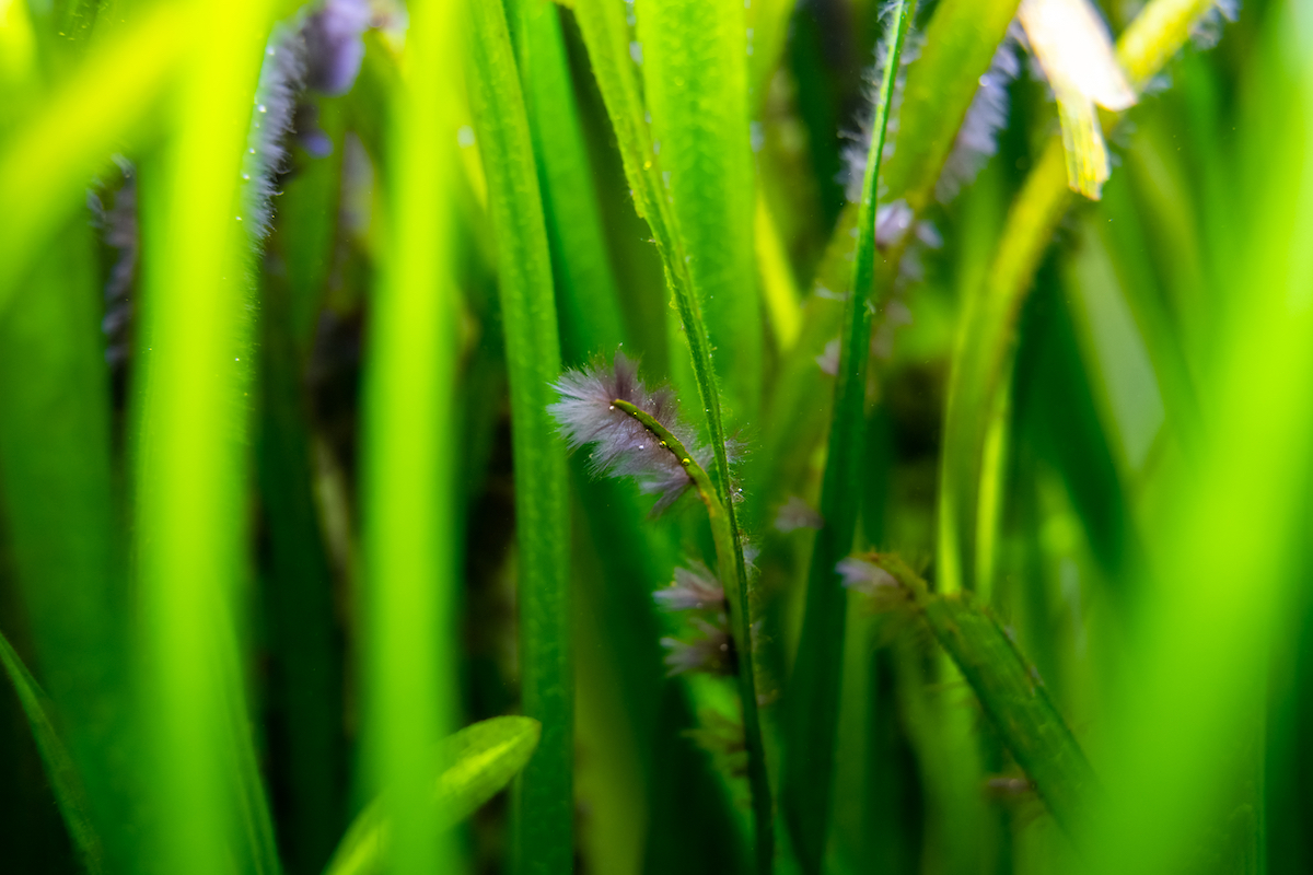 here-s-how-to-get-rid-of-black-beard-algae-in-your-tank-pawtracks