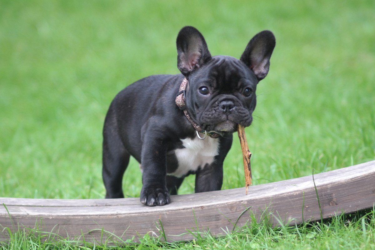 French bulldog pointy store ears