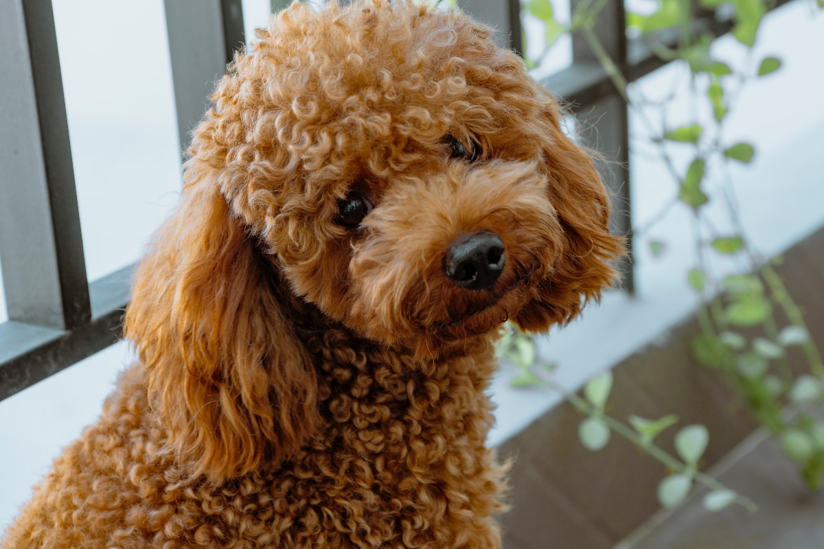 Dog looks hot sale like poodle