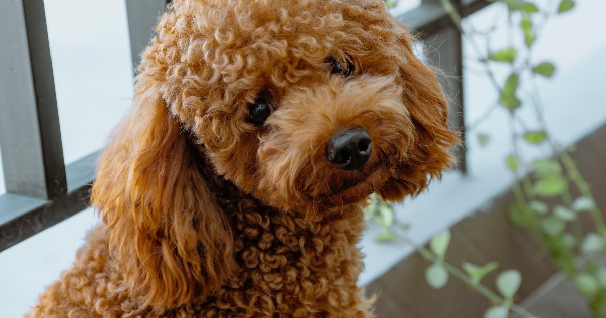 https://www.pawtracks.com/wp-content/uploads/sites/2/2022/02/brown-poodle-sitting-by-window.jpg?resize=1200%2C630&p=1