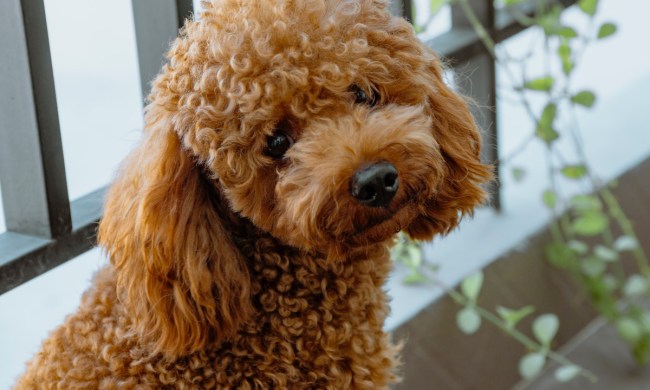 a brown poodle sitting by the window