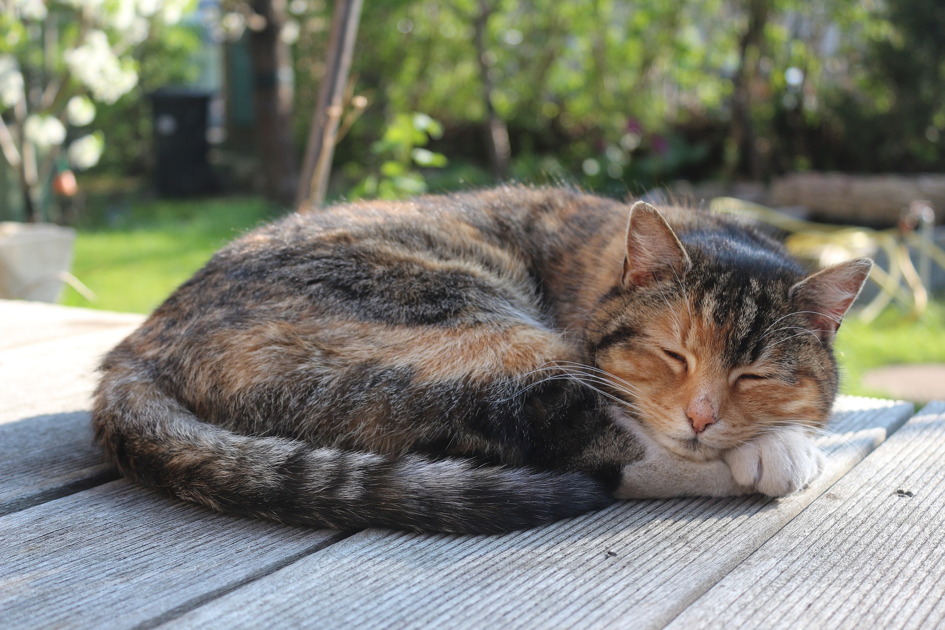 cat curled in a ball