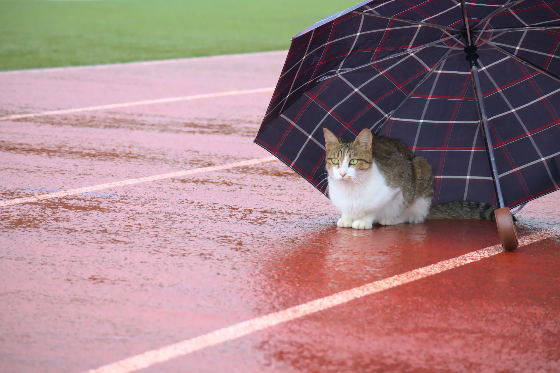 Cat sitting under an umbrella in the rain