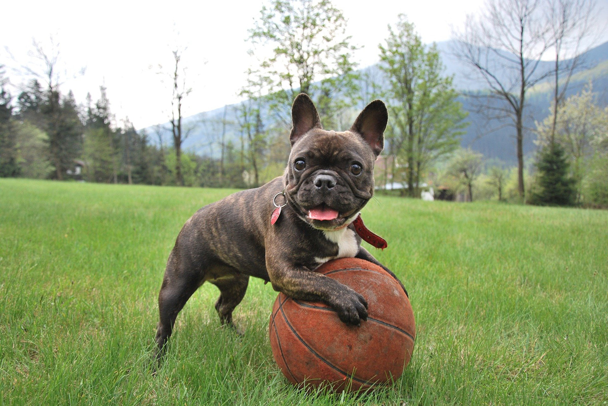 https://www.pawtracks.com/wp-content/uploads/sites/2/2022/02/french-bulldog-playing-with.jpg?p=1