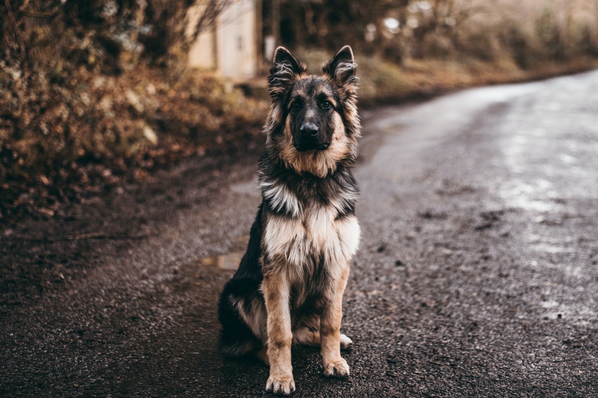 A long-coated German Shepherd Dog sits in the road