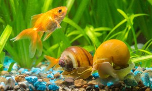 Goldfish swimming past snails