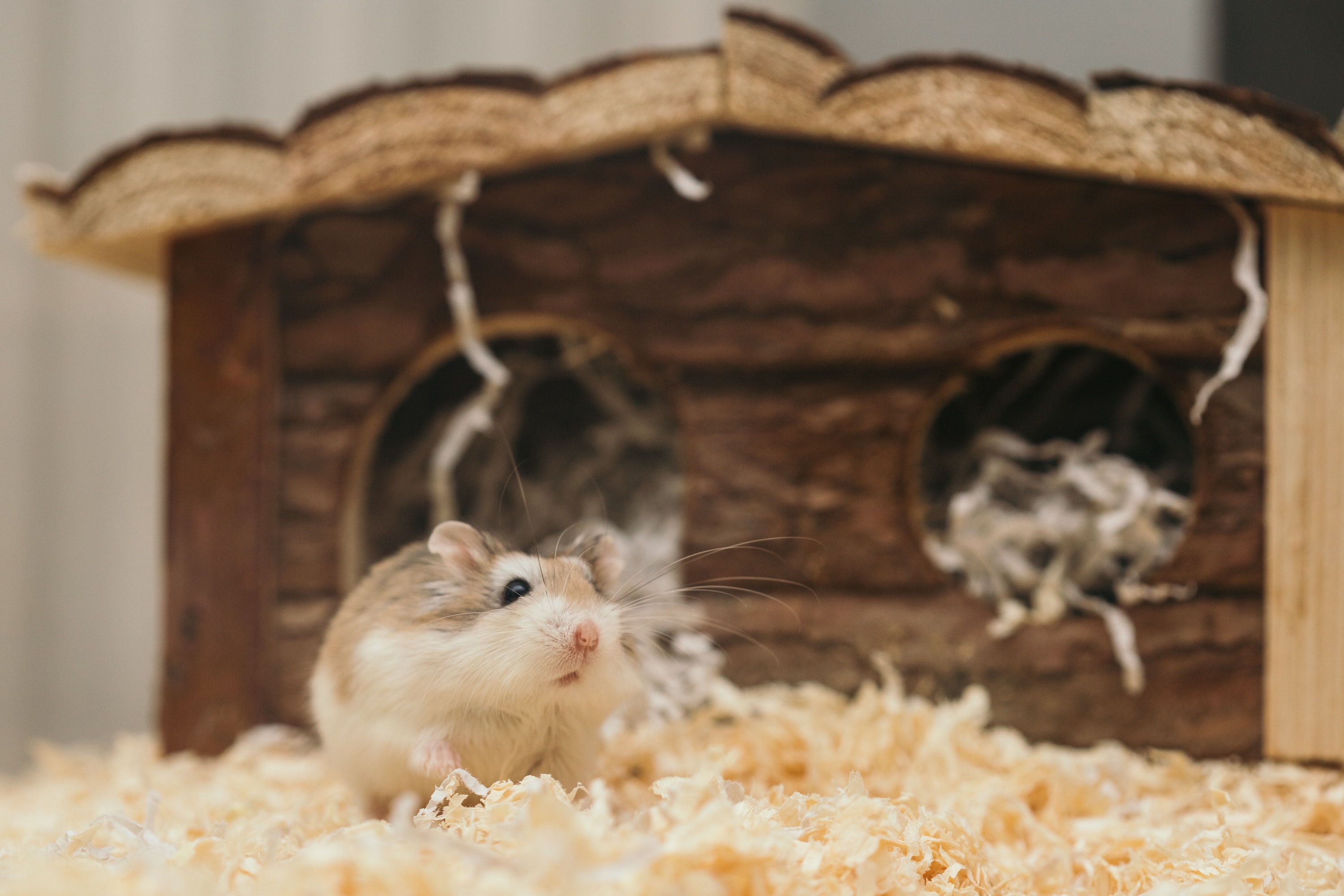 Hamster Lifespan: How Long Do Hamsters Live? — Animal Hearted Apparel