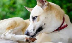 Husky dog mix licks paw