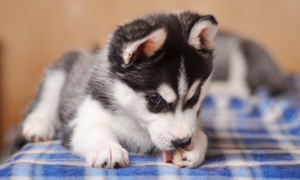 A husky puppy licks their front left paw on top of a blue plaid blanket