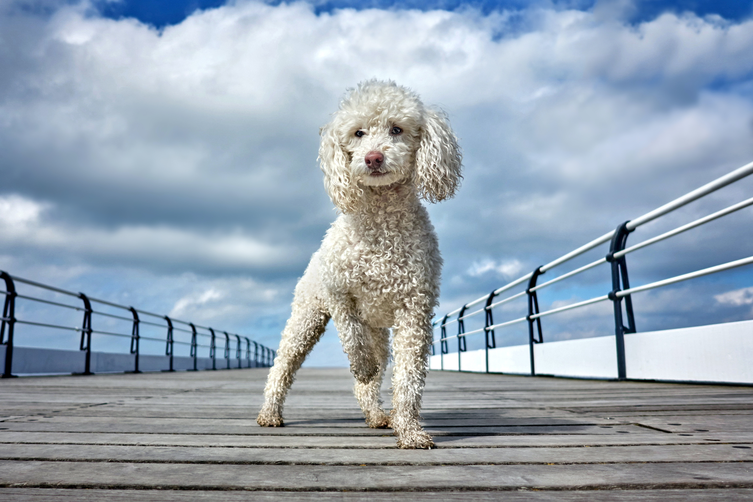 Poodle family best sale