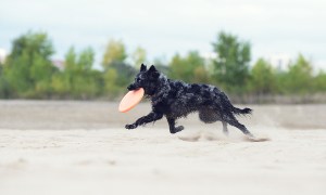 mudi playing frisbee