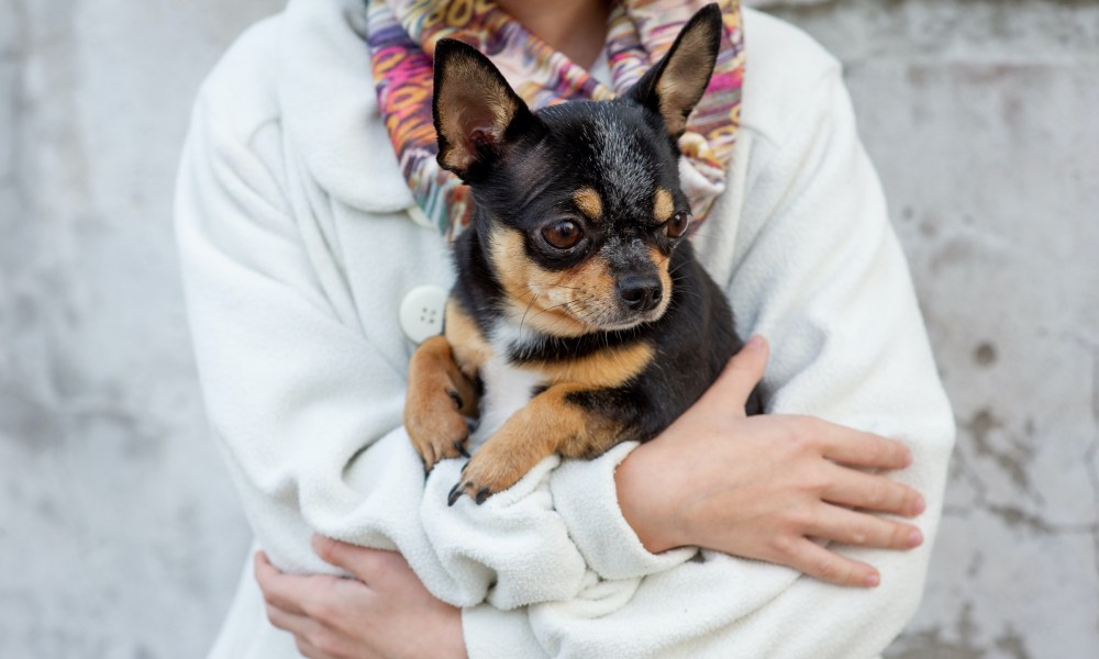 A woman holds a black and brown Chihuahua in her arms