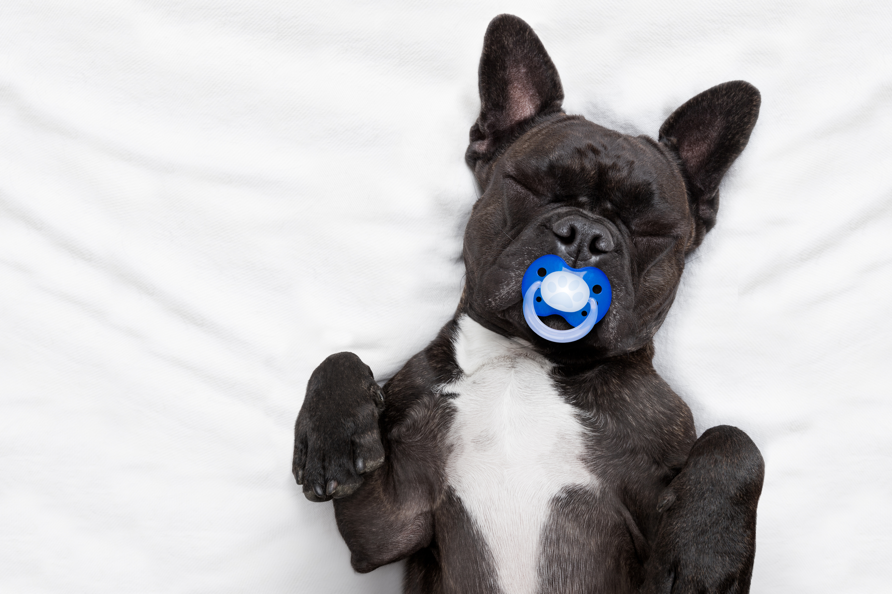 Newborn store puppy pacifier