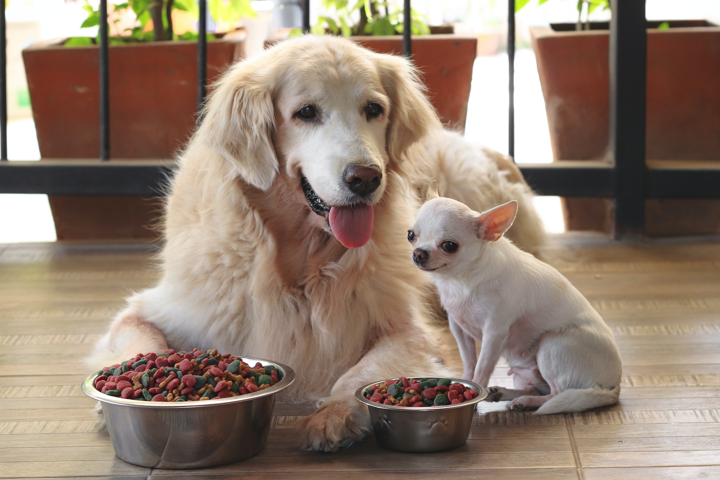 Good food outlet for old dogs