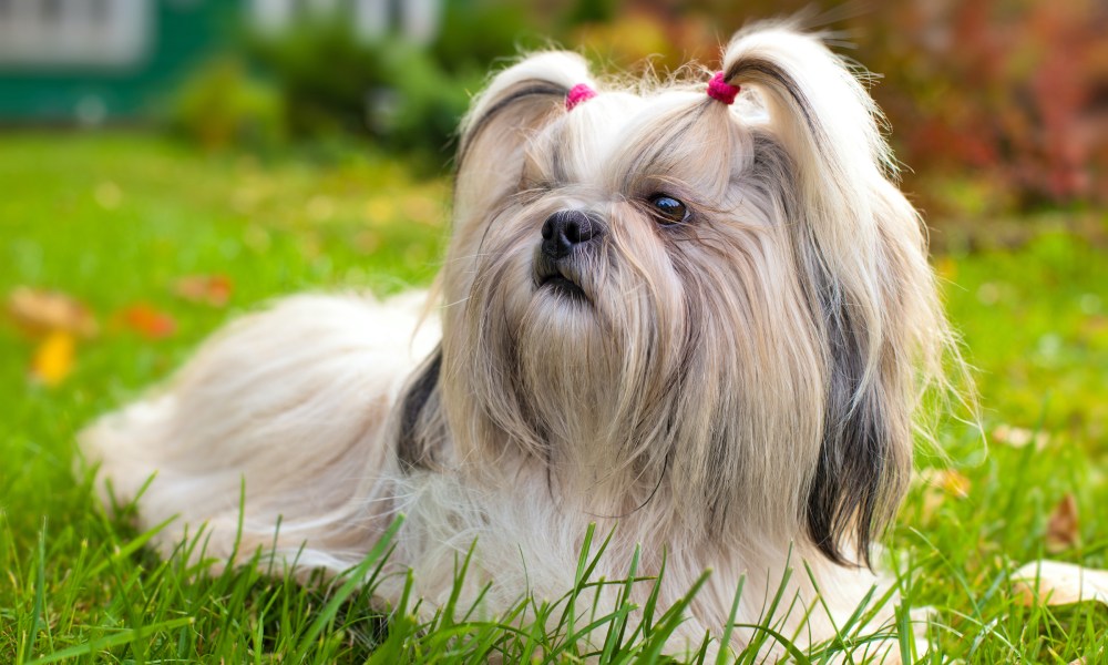 A shih tzu dog with her fur in two pig tails lies in the grass