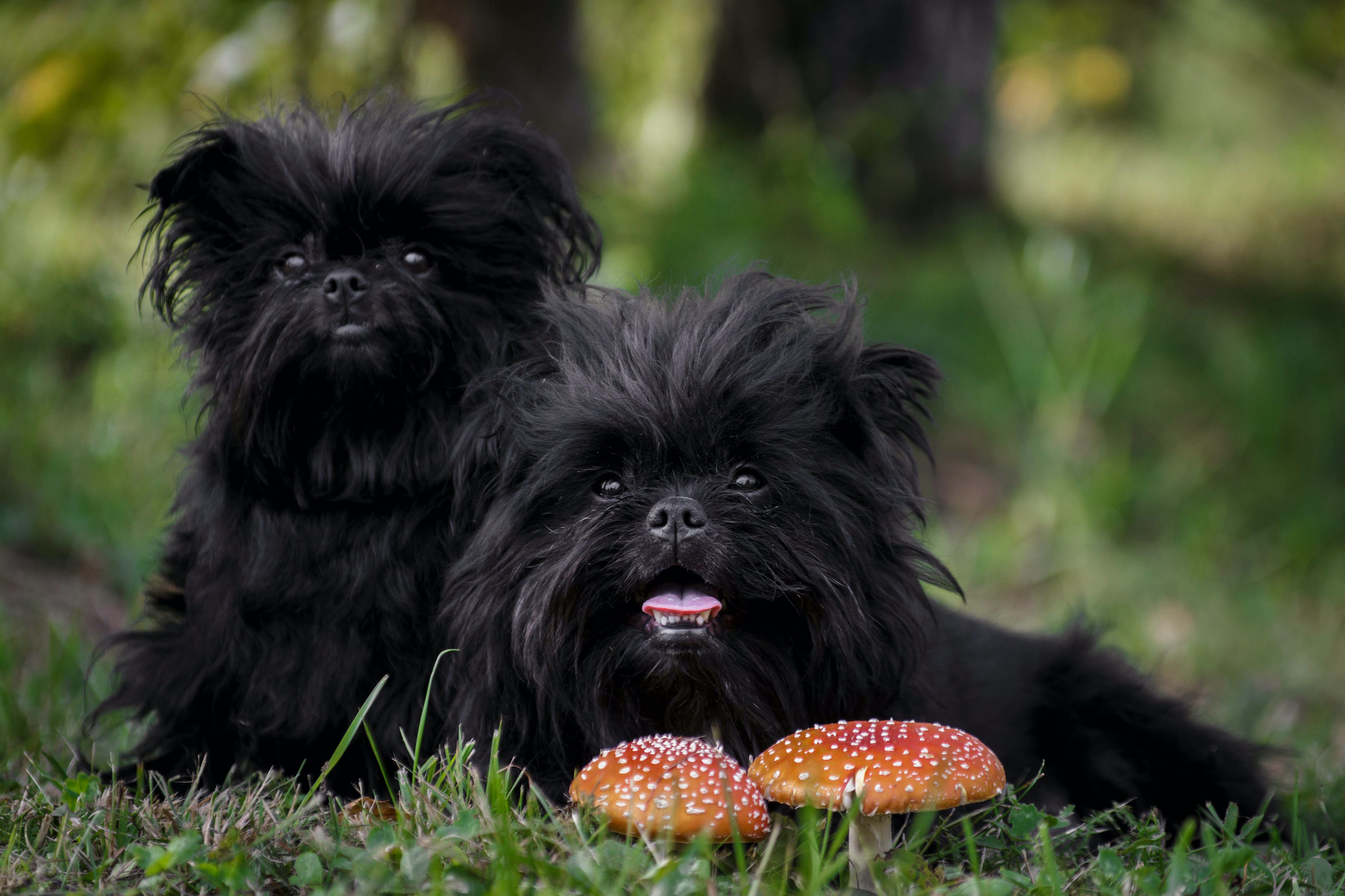 Two black affenpinscher dogs sit in the forest behind two red and white mushrooms.